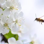 Creating a buzz: robotic bees take flight
